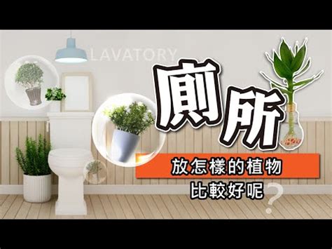 放廁所的植物|廁所放什麼植物好？4種耐陰且好照顧的植物推薦 